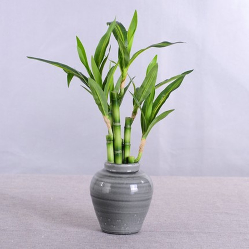 Новый 40 см искусственный счас – обзор и цена Aquarium Fish To Buy