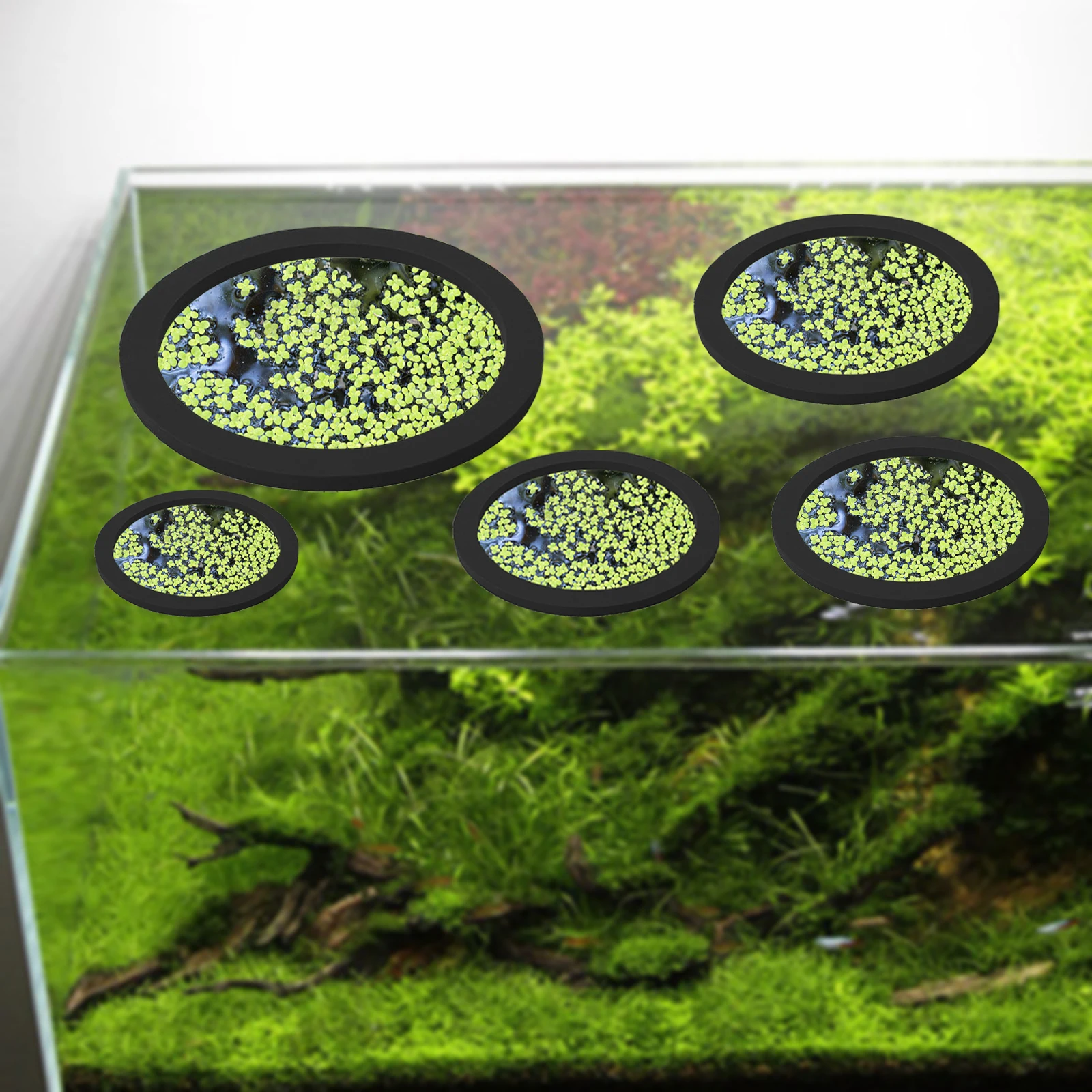 5 шт., кольцо для кормления ры – обзор и цена Aquarium Fish Photography