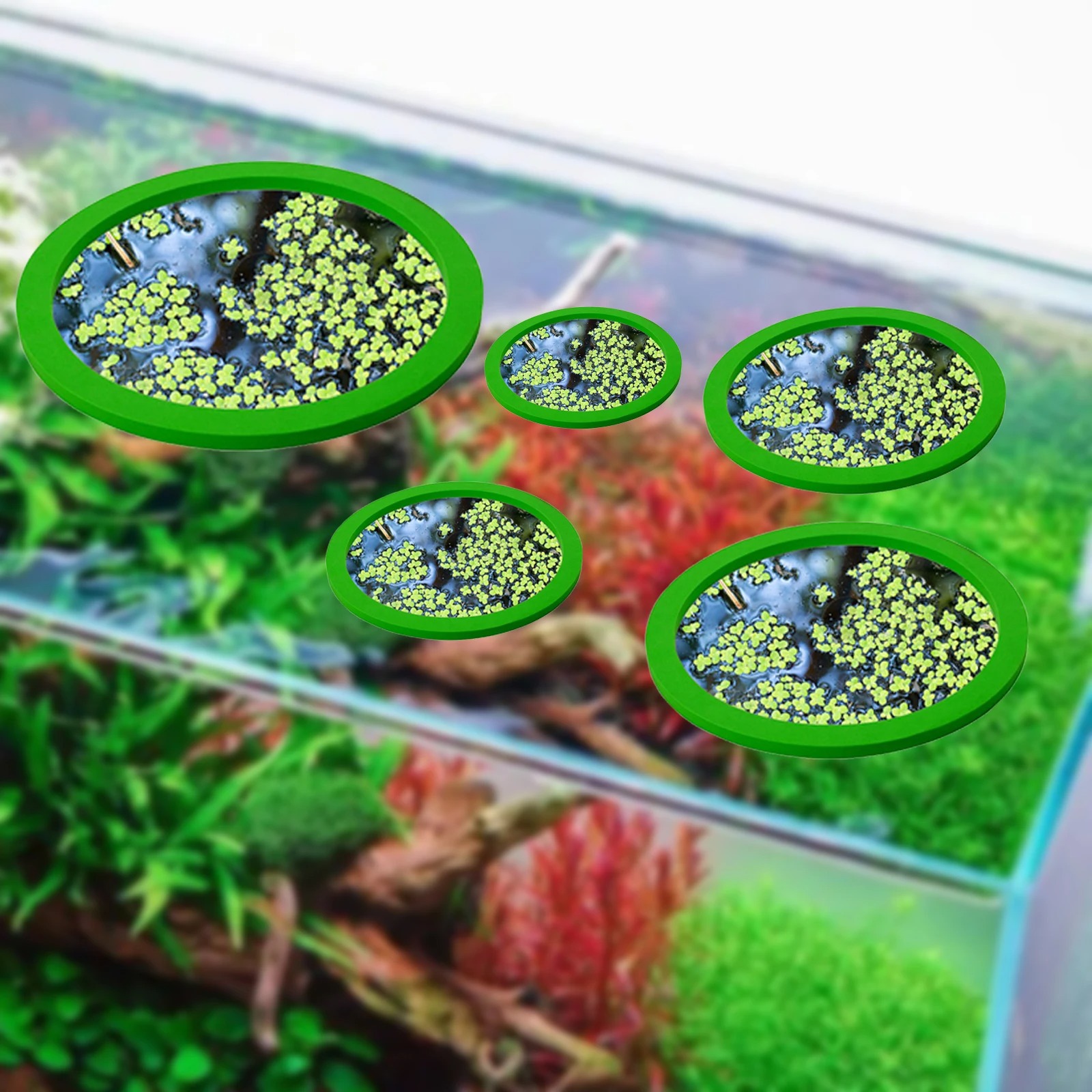5 шт., кольцо для кормления ры – обзор и цена Aquarium Fish Photography