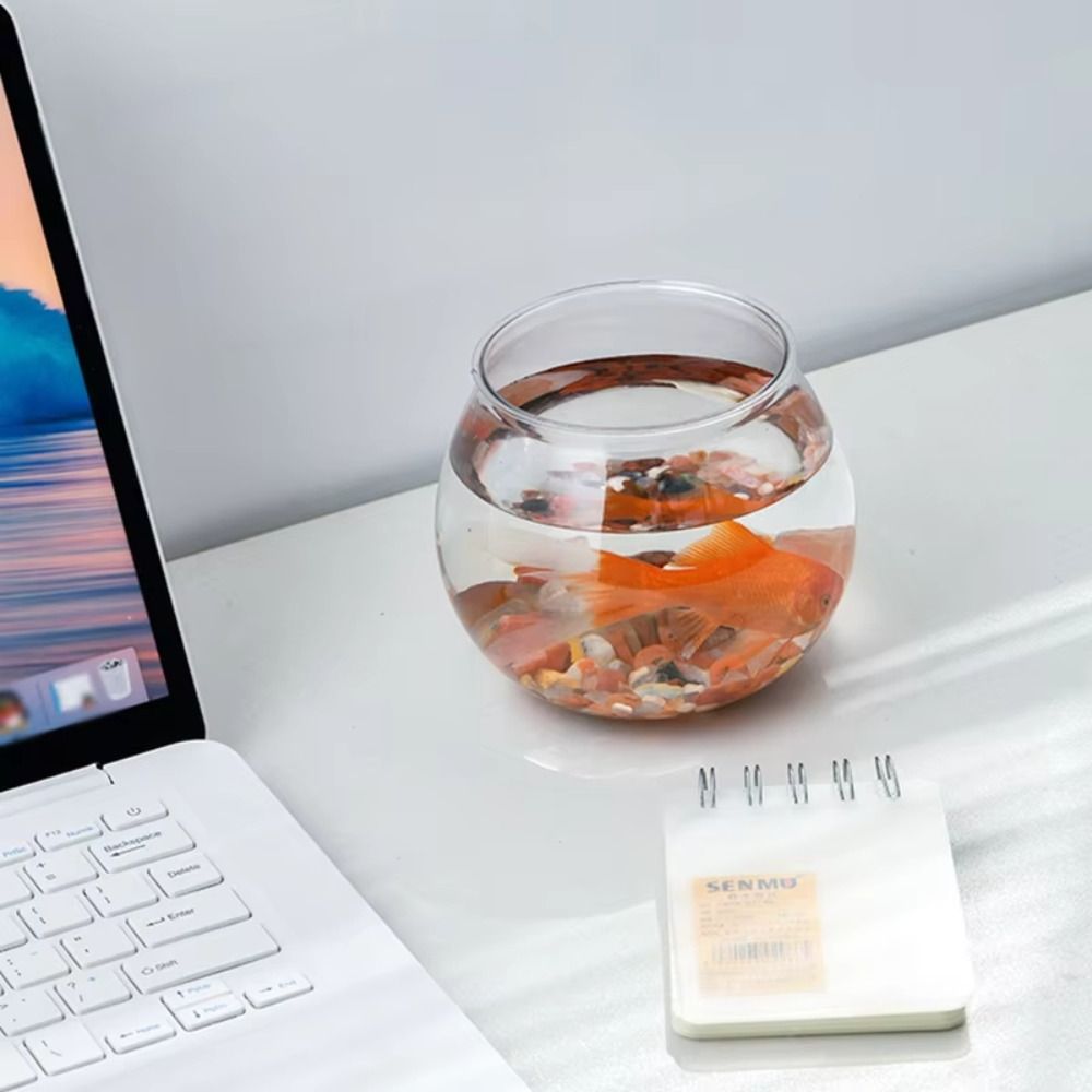 Новый прозрачный аквариум, кру – обзор и цена Aquarium Fish For Beginners